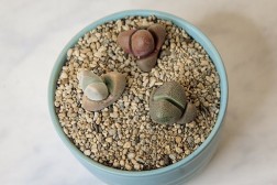 Living rock garden bundle