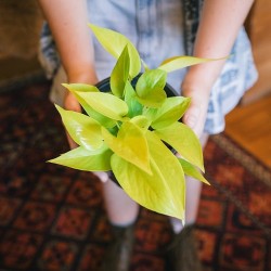 Beautiful trailing houseplant bundle