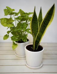 Hard-to-kill houseplant bundle