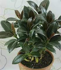 Ficus Melany