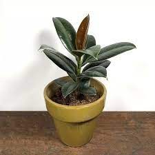 Ficus Melany