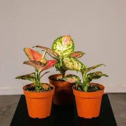 Aglaonema Beauty