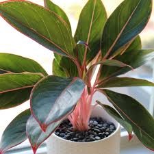 Aglaonema Saphire