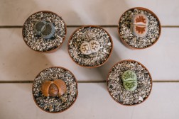 Lithops "Living Stones"