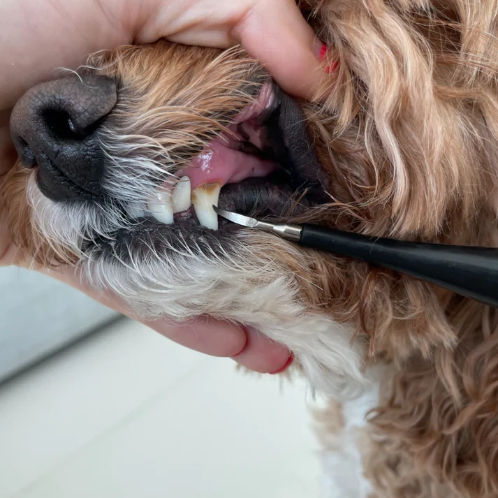 CaniLab - Dental Scaler for dogs