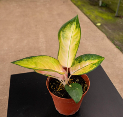 Aglaonema Spitfire