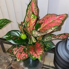 Aglaonema Red Valentine