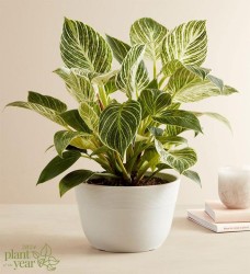 Philodendron birkin