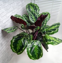 Calathea Shinestar