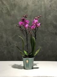 Midi Orchids