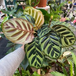 Calathea Makoyana