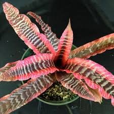 Bromeliad Cryptanthus 'Elaine'