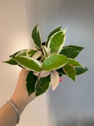 Hoya carnosa 'Krimson Queen'