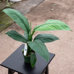 Spathiphyllum Sensation