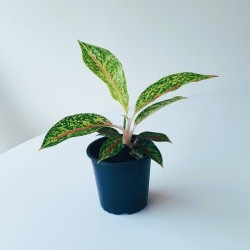 Aglaonema Night Sparkle Indoor Plant