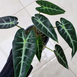 Alocasia Amazonica Bambino Indoor Plant