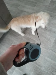 Dual-Button Retractable Dog Leash