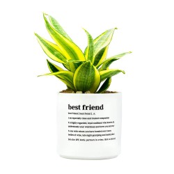 Defined Best Friend Planter