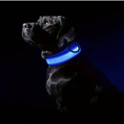 Illuminated Safety LED Dog Collar