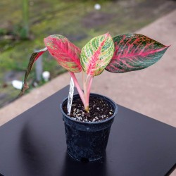 Aglaonema 'Garnet Coltrane'