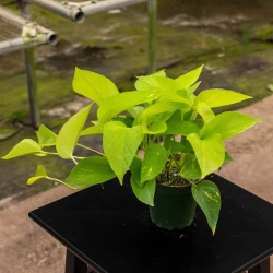 Pothos Epipremnum aureum 'Neon'