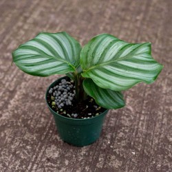 Calathea orbifolia