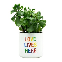 Planter Medium: Love Lives Here (Pride)