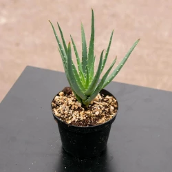 Aloe 'Hedgehog'