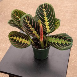 Maranta leuconeura "Red Maranta"