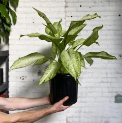 Dieffenbachia 'Maui Wowie'