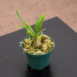 Myrmecodia beccarii "Ant Plant"