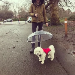 Transparent Pet Umbrella Dog