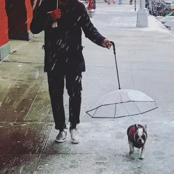 Transparent Pet Umbrella Dog