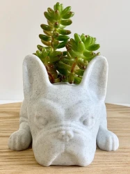 French Bulldog Planter-French Bulldog Gifts