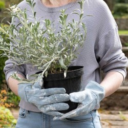 Beatrix Potter Adult Gardening Gloves