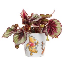 Eco Pot Bamboo : Winnie The Pooh Daisy Chain (Set Of 3)