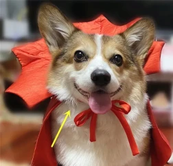 Halloween Cape Vampire King Costume for Pets