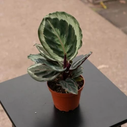 Calathea roseopicta 'Medallion v2'