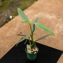 Philodendron hastatum 'Silver'