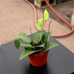 Hoya verticillata 'Black Margin'