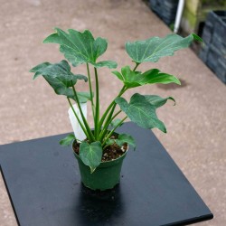 Philodendron xanadu 'Deja Vu'