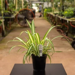 Spider Plant Chlorophytum comosum