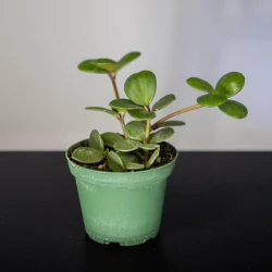 Peperomia 'Hope'