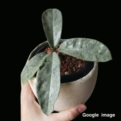 Hoya Carnosa Grey Ghost