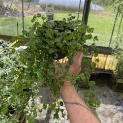 Ficus pumila 'Curly'