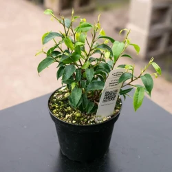 Ficus benjamina 'TooLittle'