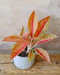 Aglaonema Golden Star