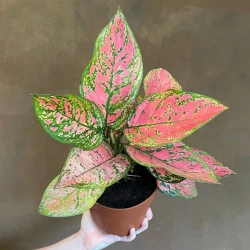 Large Aglaonema Lady Valentine