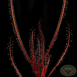 Drosera Filiformis  Red form