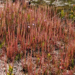 Drosera Filiformis  Red form